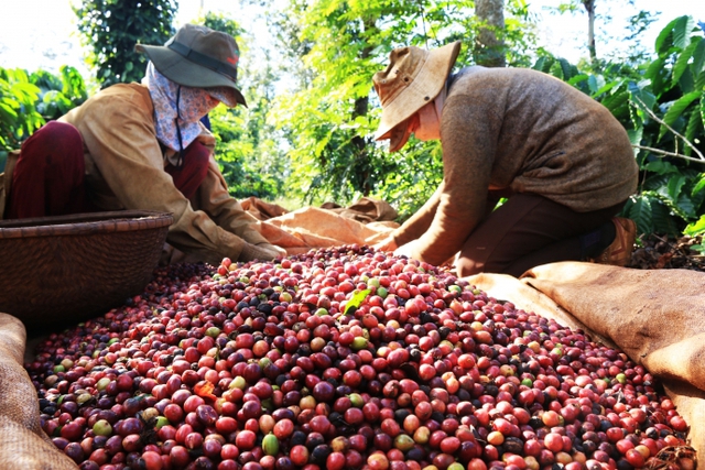 Hướng tới sản xuất và cung ứng cà phê không gây mất rừng
